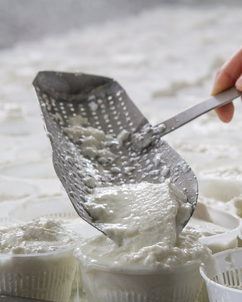Ricotta